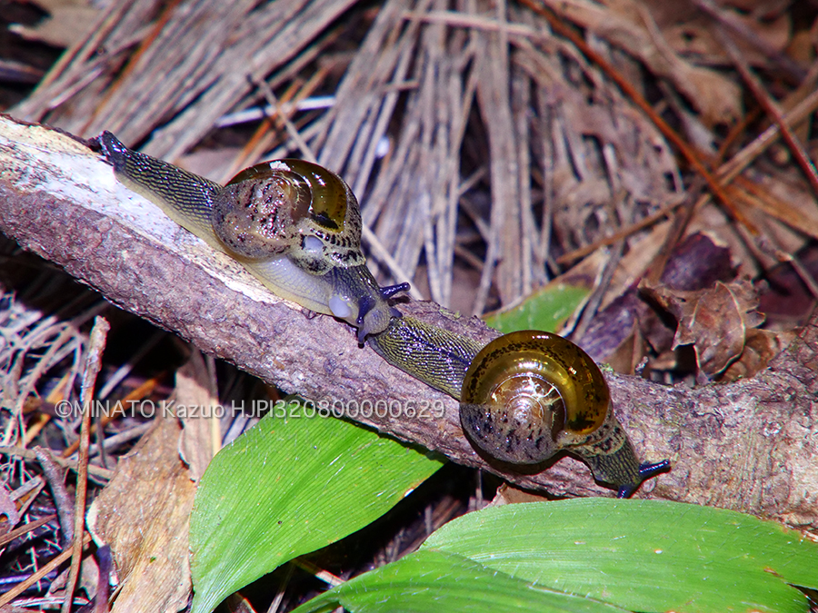 ベッコウマイマイ