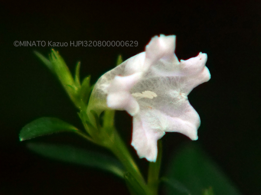 オキナワスズムシソウ