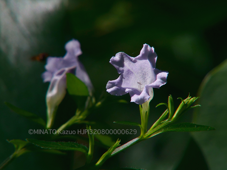 オキナワスズムシソウ