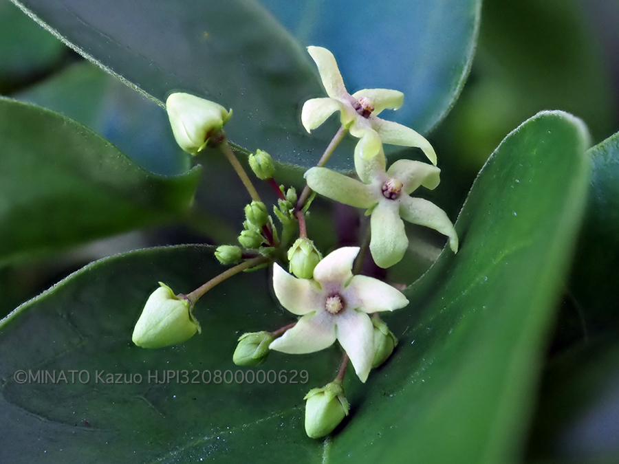 ツルモウリンカ