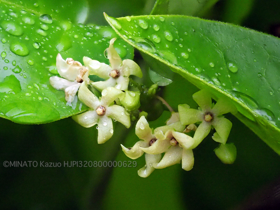 ツルモウリンカ