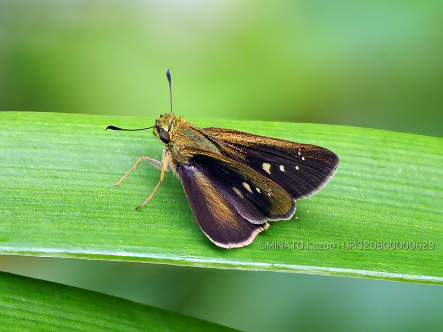 ユウレイセセリ