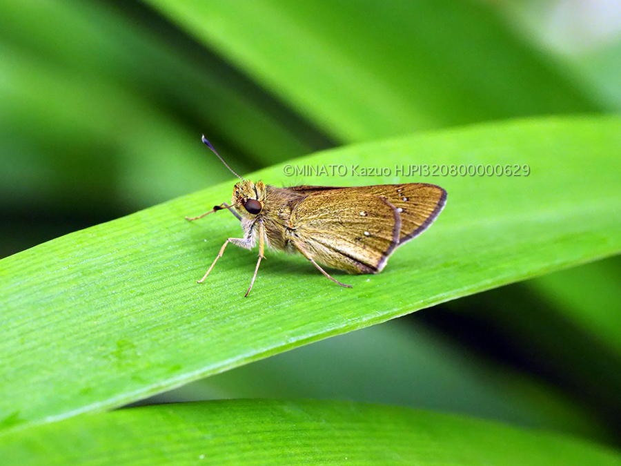 ユウレイセセリ