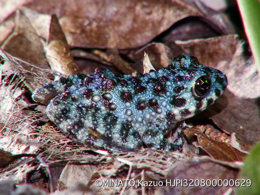 オキナワイシカワガエル幼体