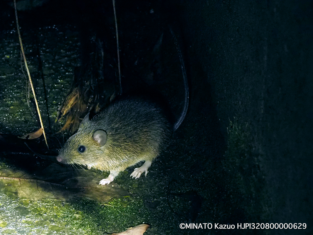 オキナワトゲネズミ