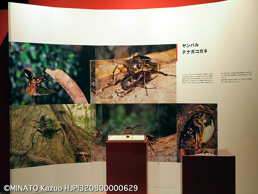 国利科学博物館「昆虫」展