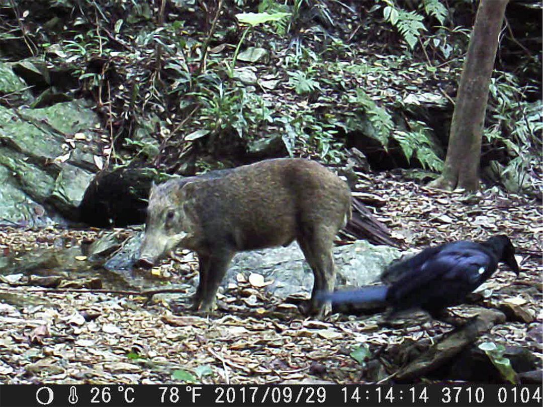 リュウキュウイノシシ