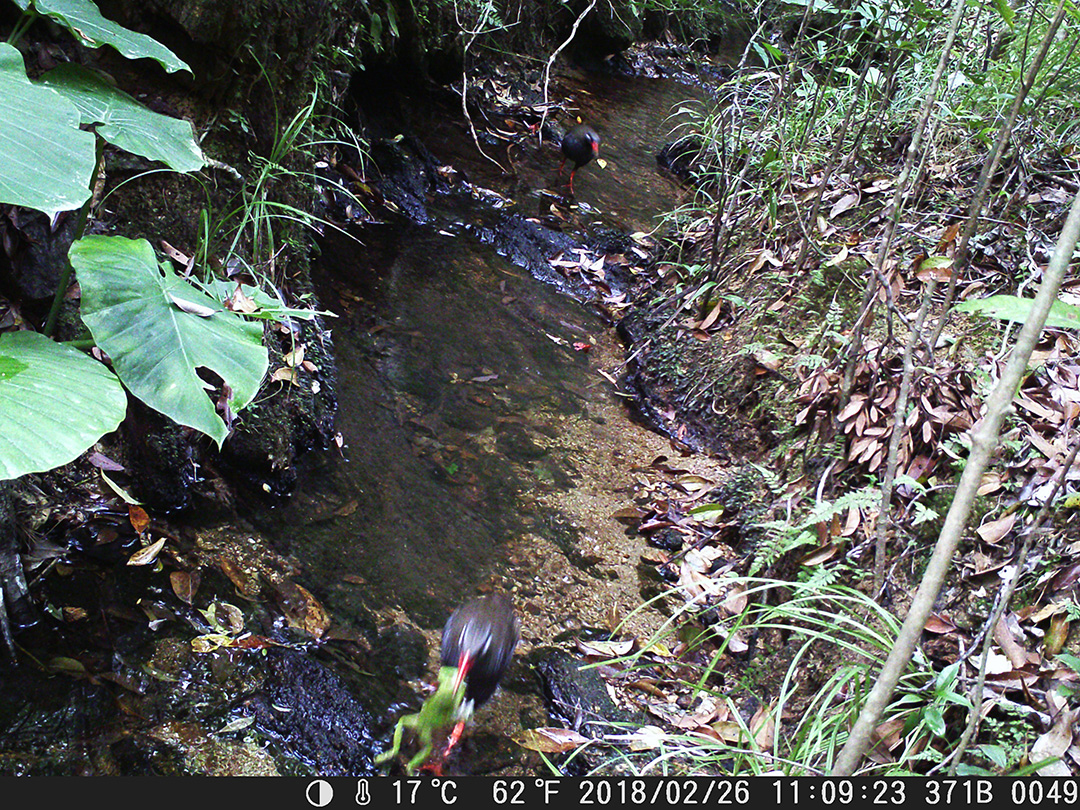 ヤンバルクイナ