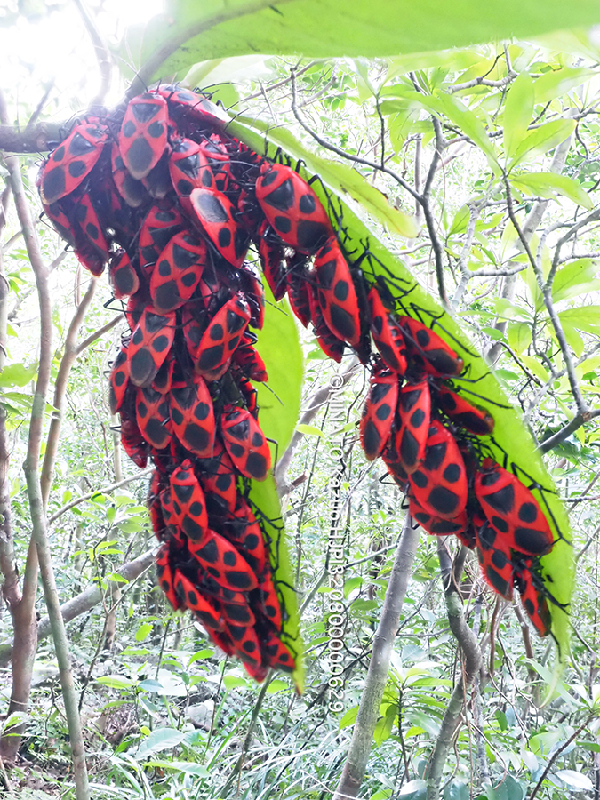 ベニツチカメムシ