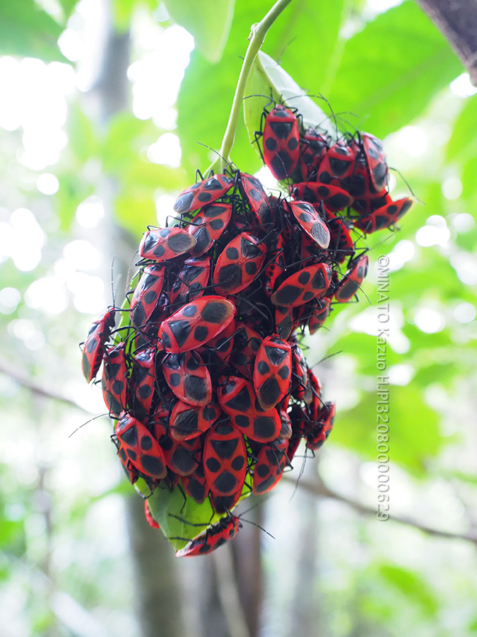 ベニツチカメムシ