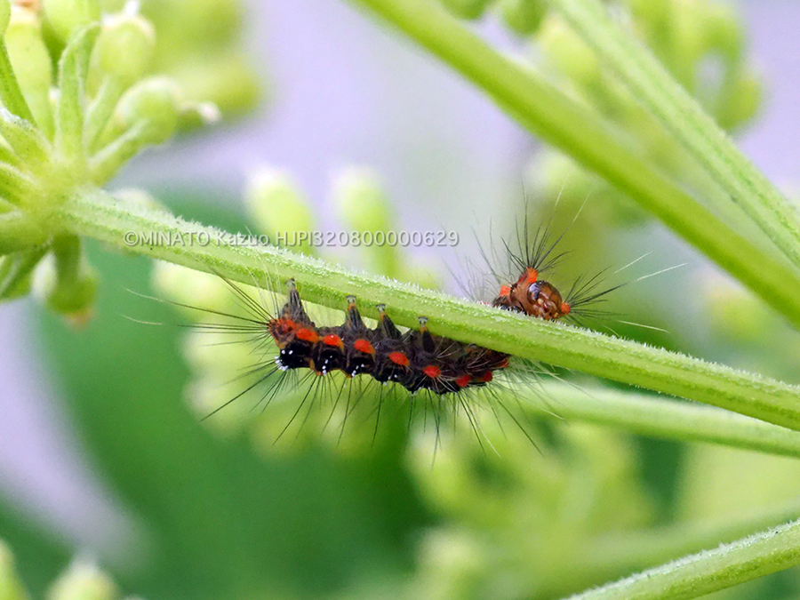 タイワンキドクガ