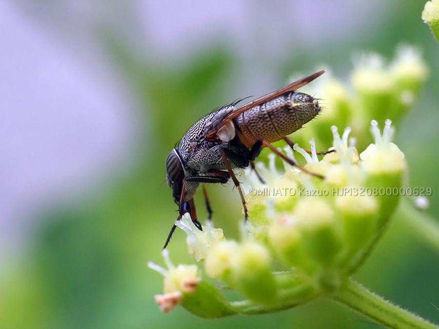 ツマグロキンバエ