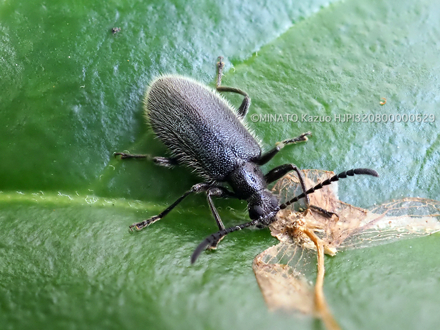 シワハムシダマシ