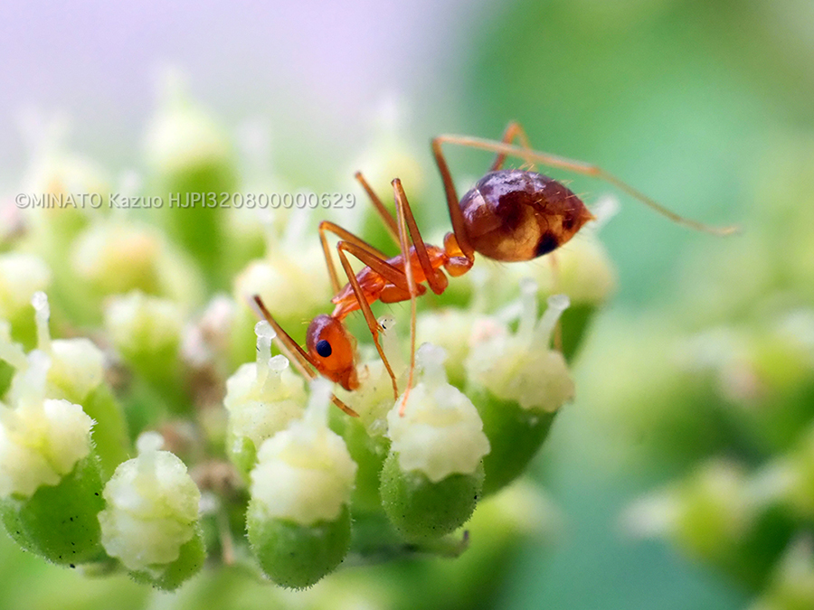 アシナガキアリ