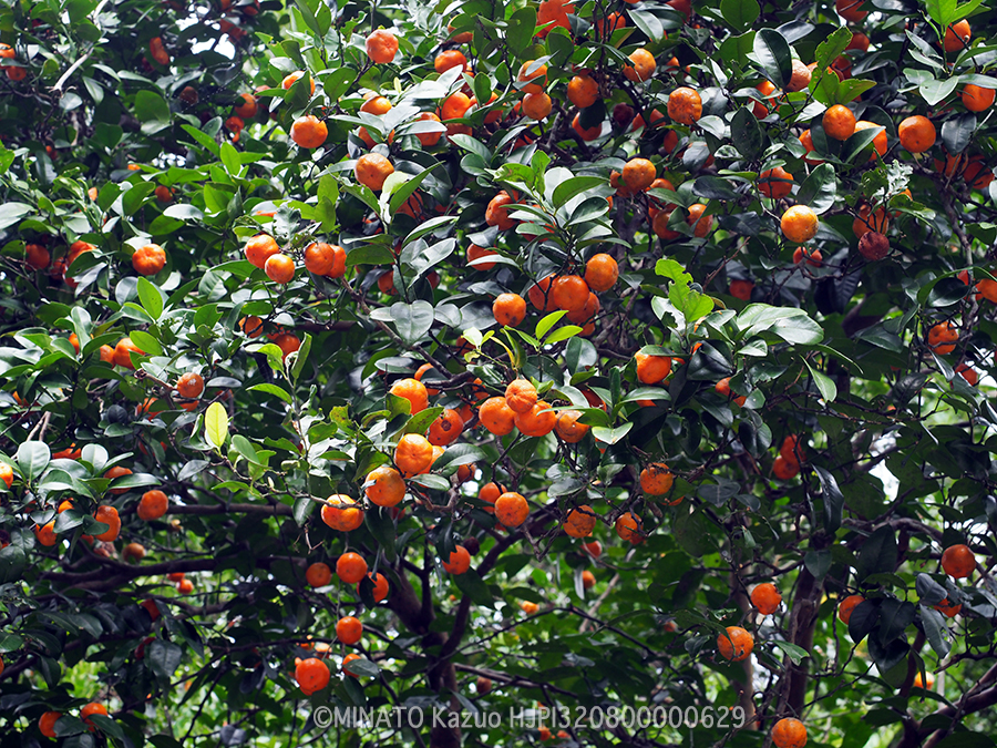 シークワーサー