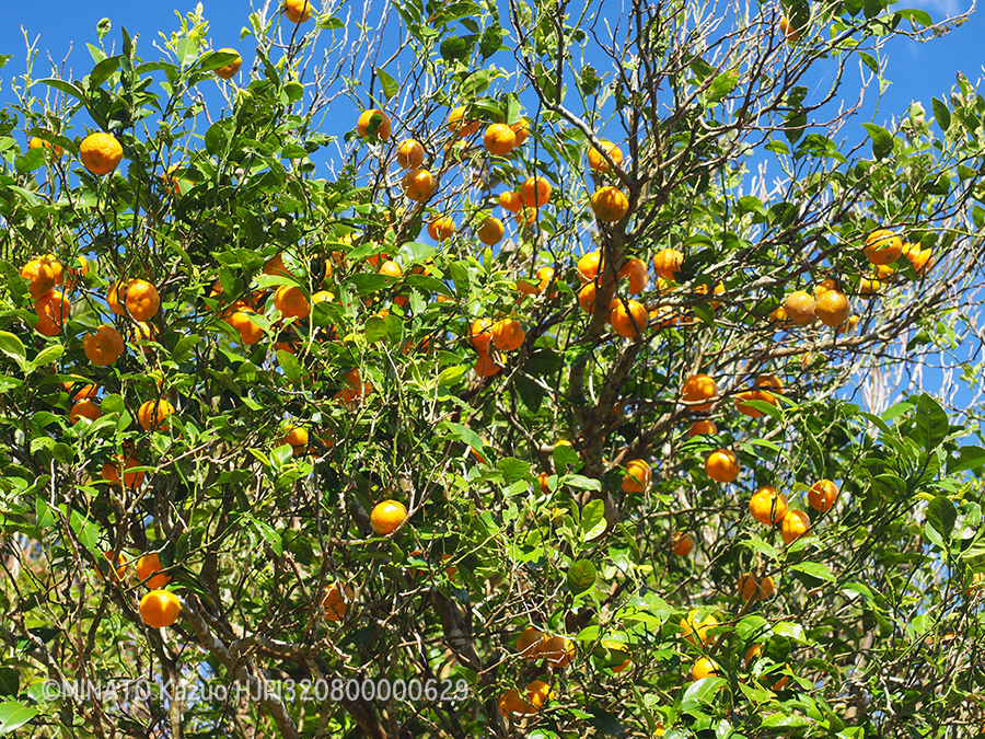 シークワーサー