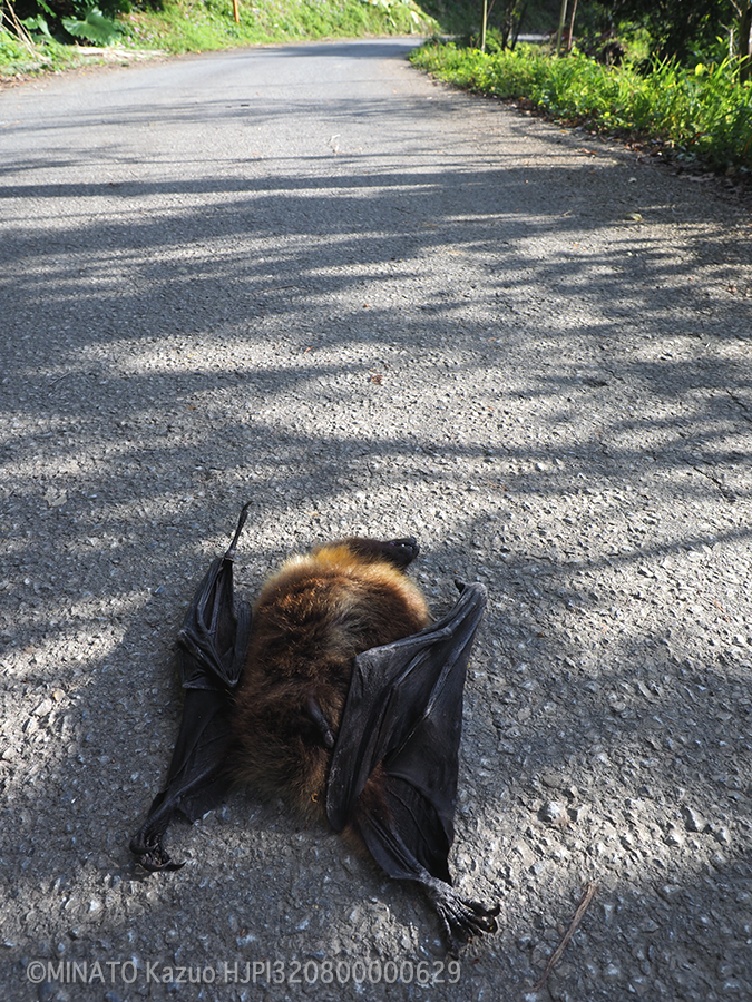 オリイオオコウモリ