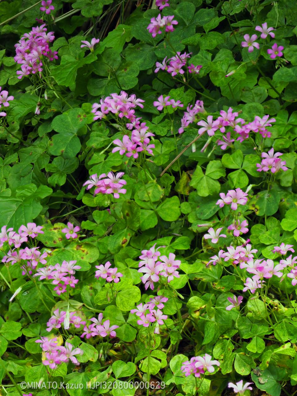 ムラサキカタバミ