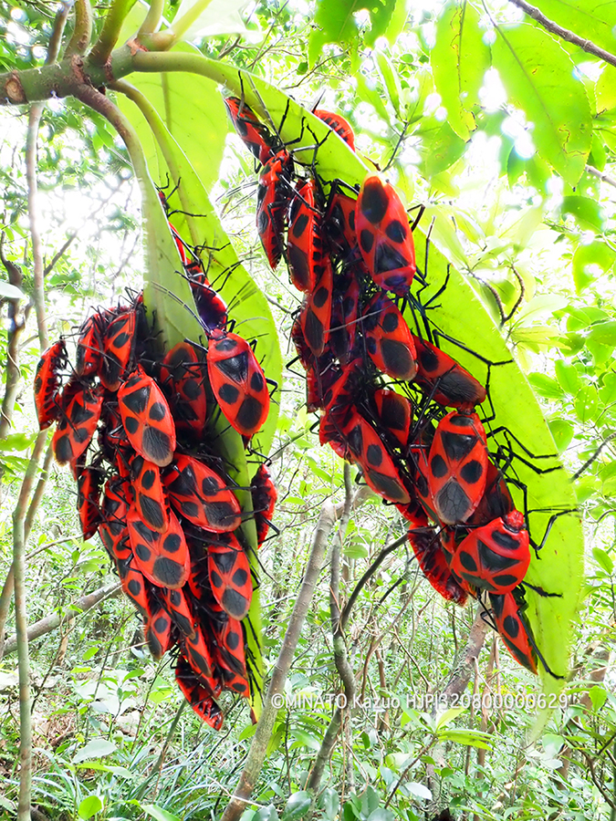 ベニツチカメムシ