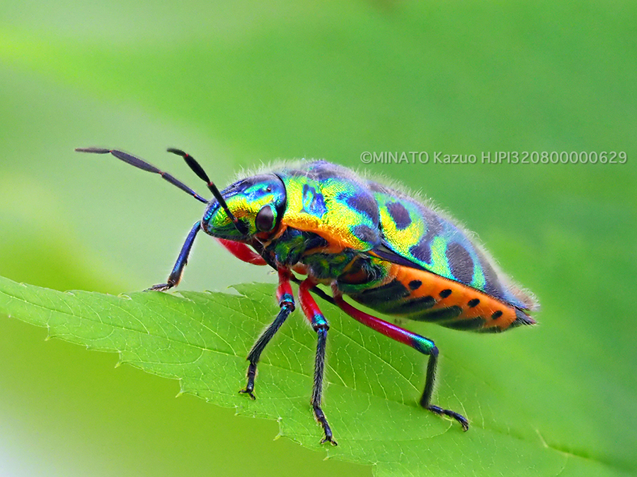 ラデンキンカメムシ