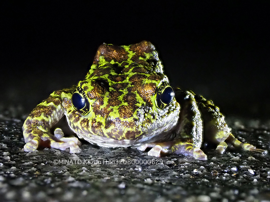 オキナワイシカワガエル