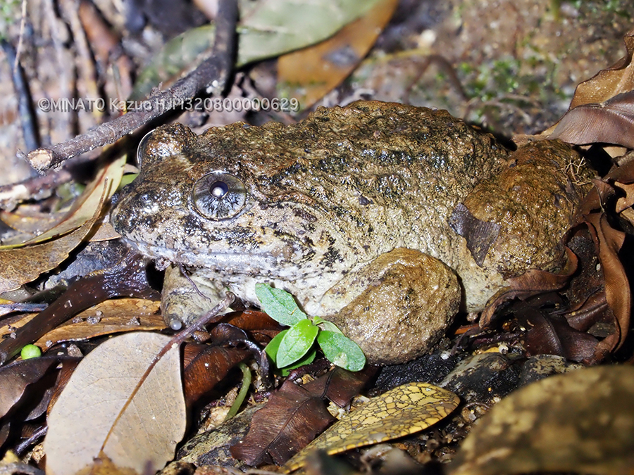 ナミエガエル