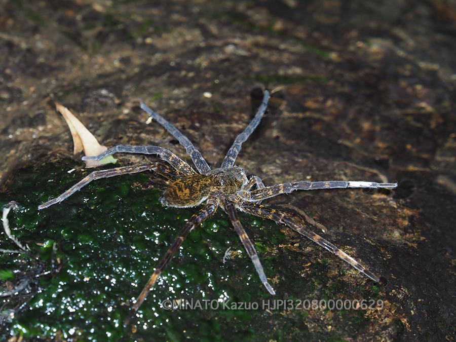 オキナワハシリグモ