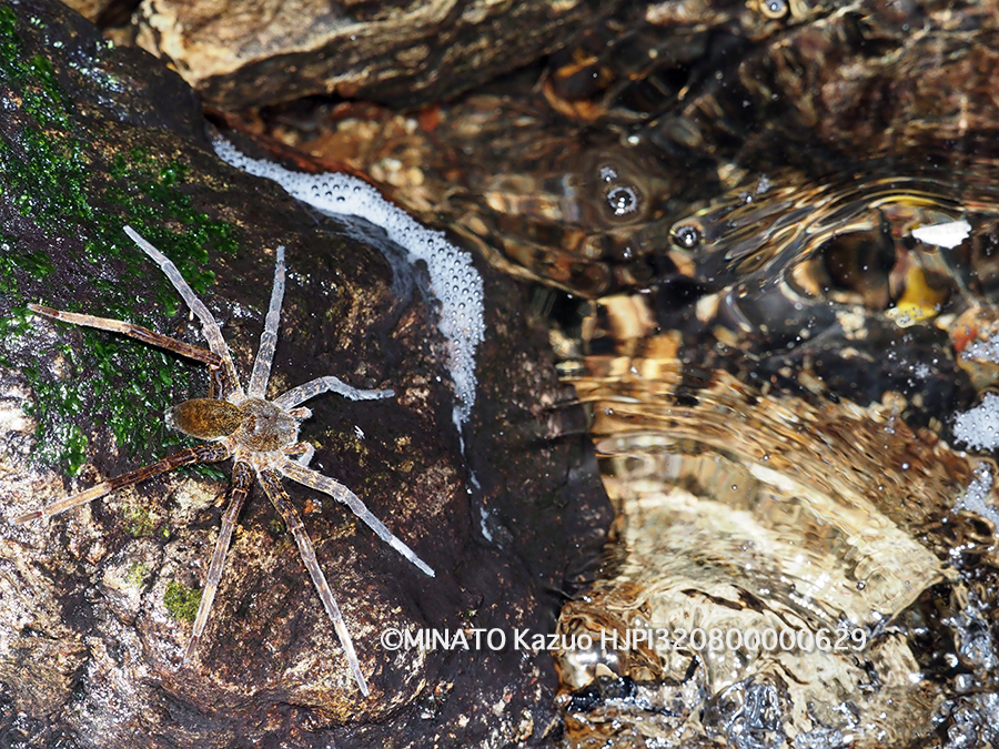 オキナワハシリグモ