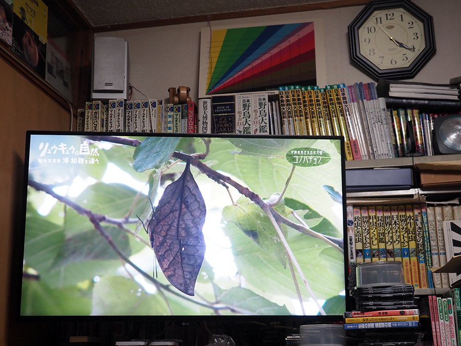 リュウキュウの自然20周年特番