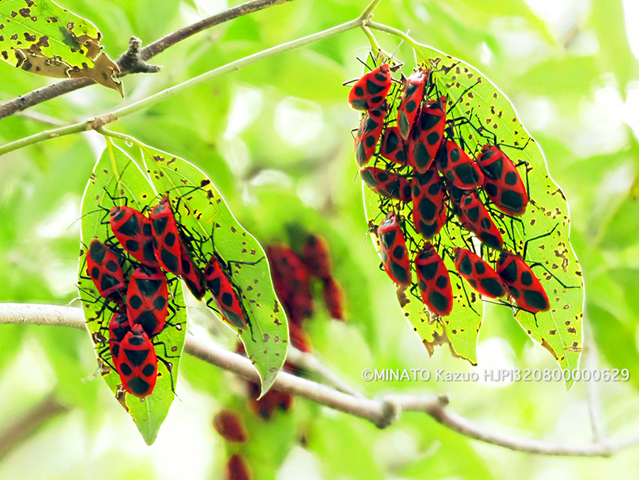 ベニツチカメムシ