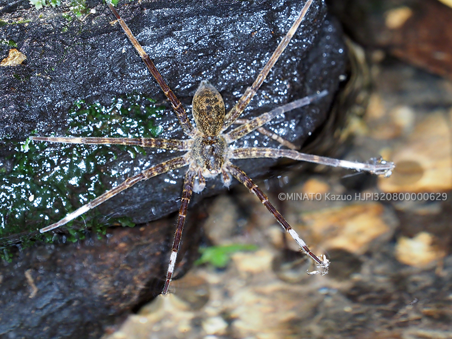 オオハシリグモ