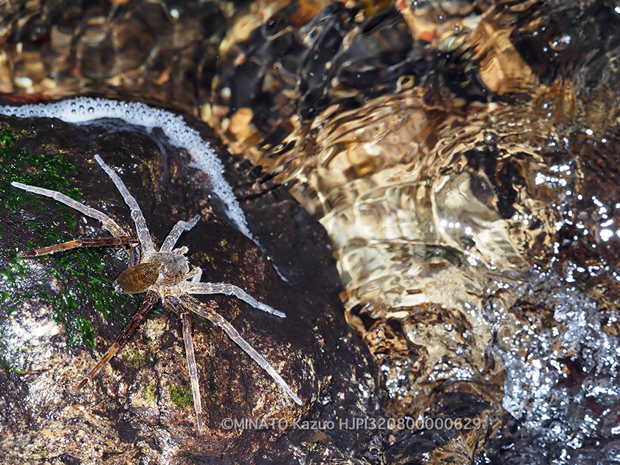 オオハシリグモ