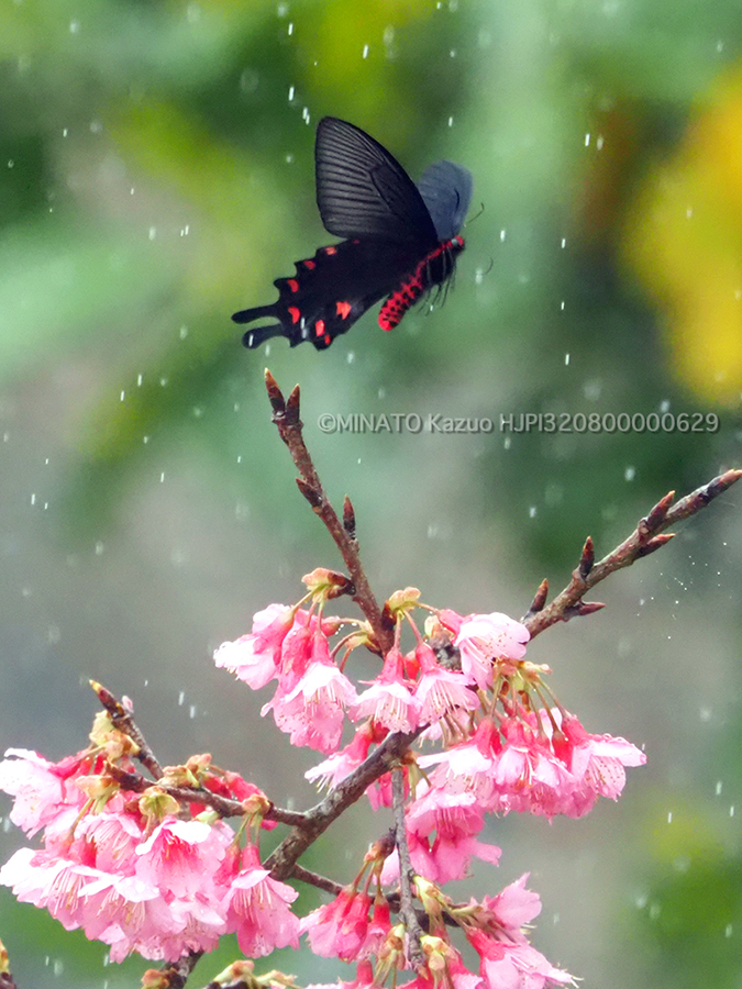 ジャコウアゲハ