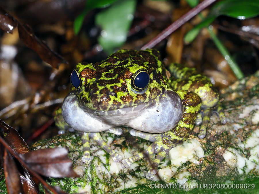 オキナワイシカワガエル