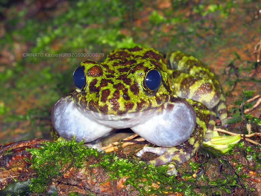 オキナワイシカワガエル