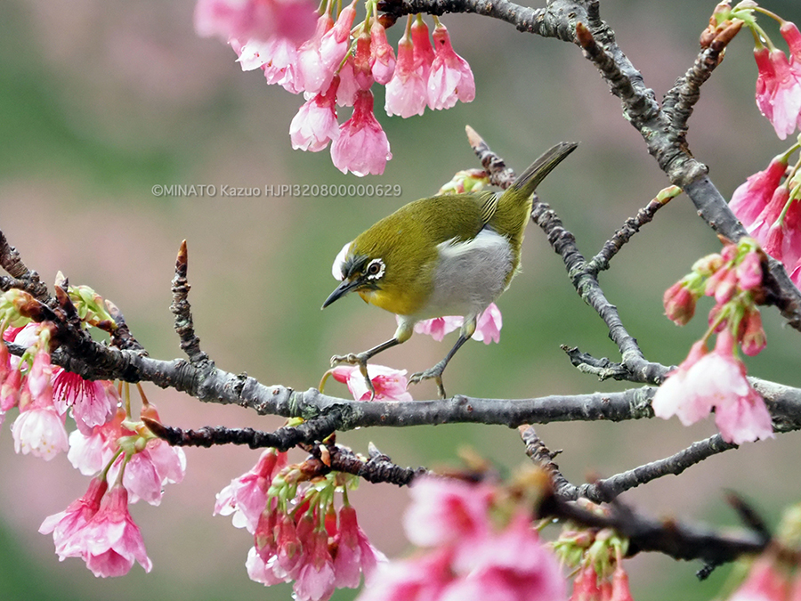 リュウキュウメジロ