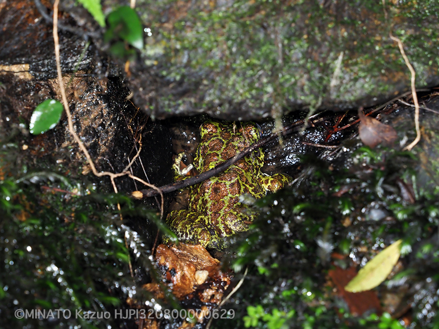 オキナワイシカワガエル