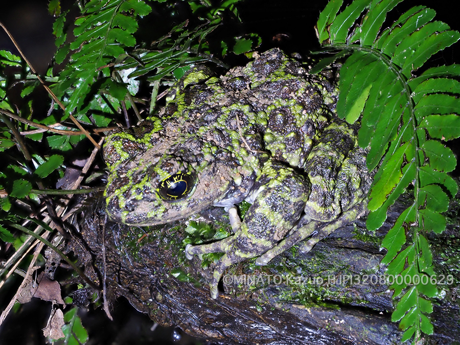オキナワイシカワガエル雌