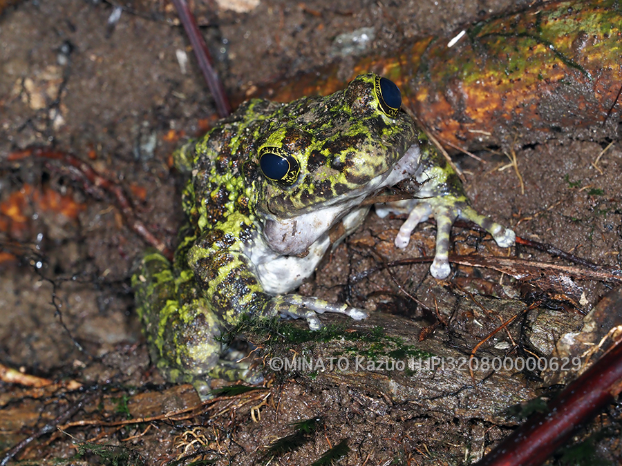 オキナワイシカワガエル