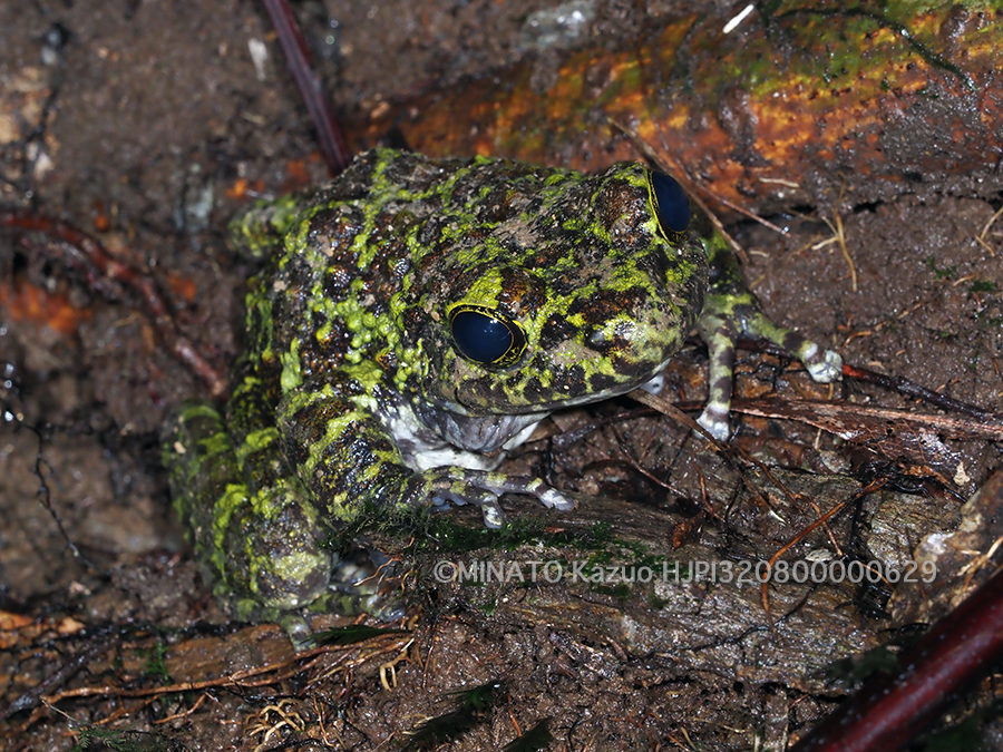 オキナワイシカワガエル