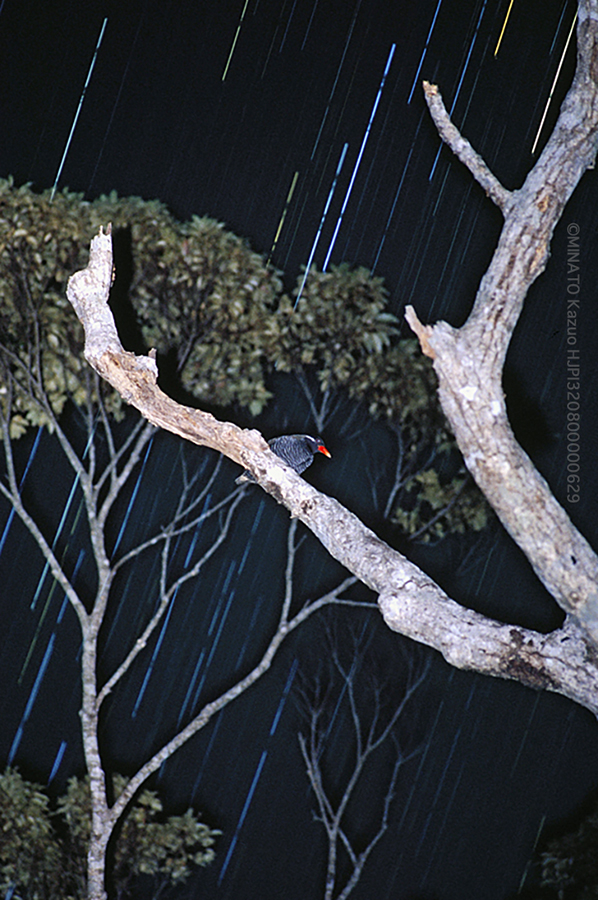 ヤンバルクイナと星空