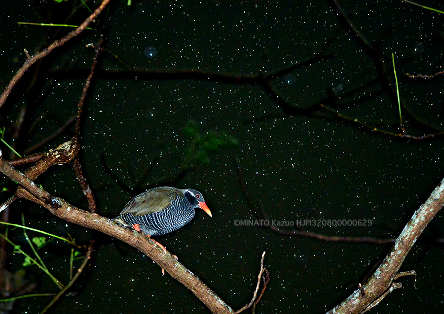 ヤンバルクイナと星空