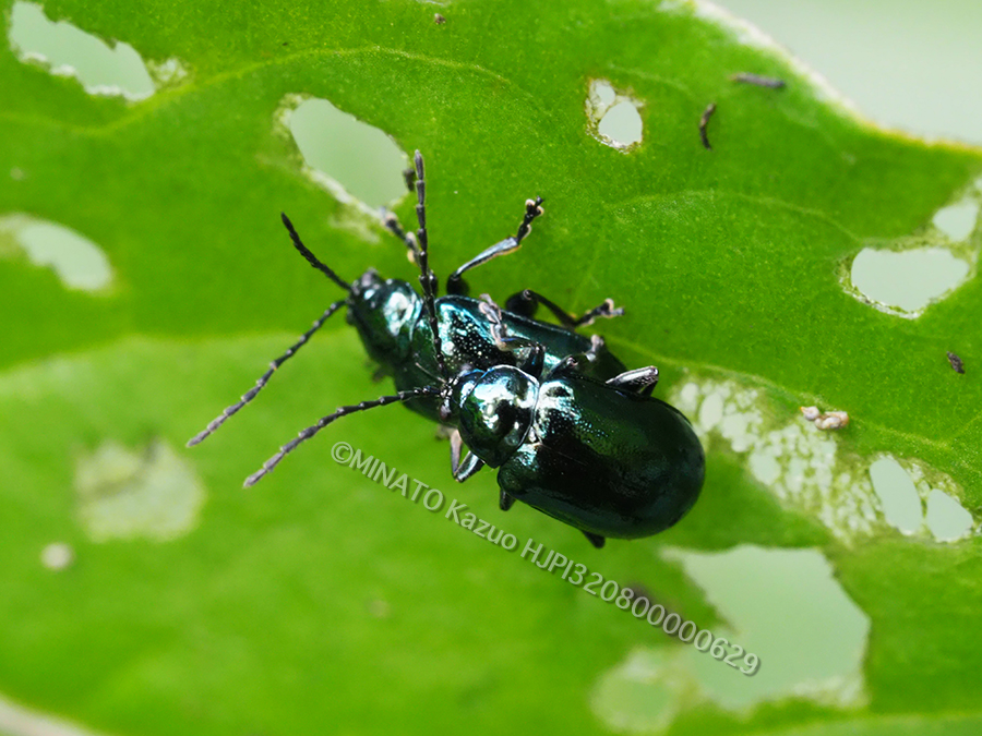 カミナリハムシ