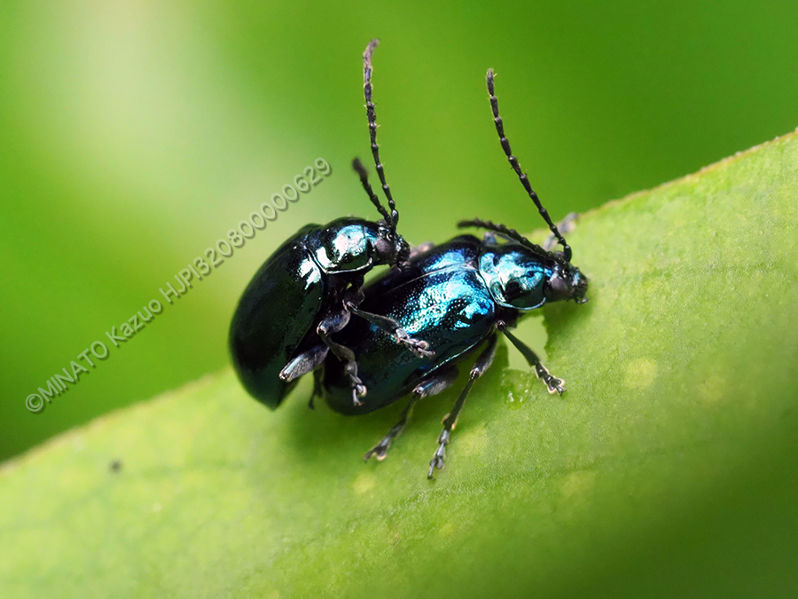 カミナリハムシ