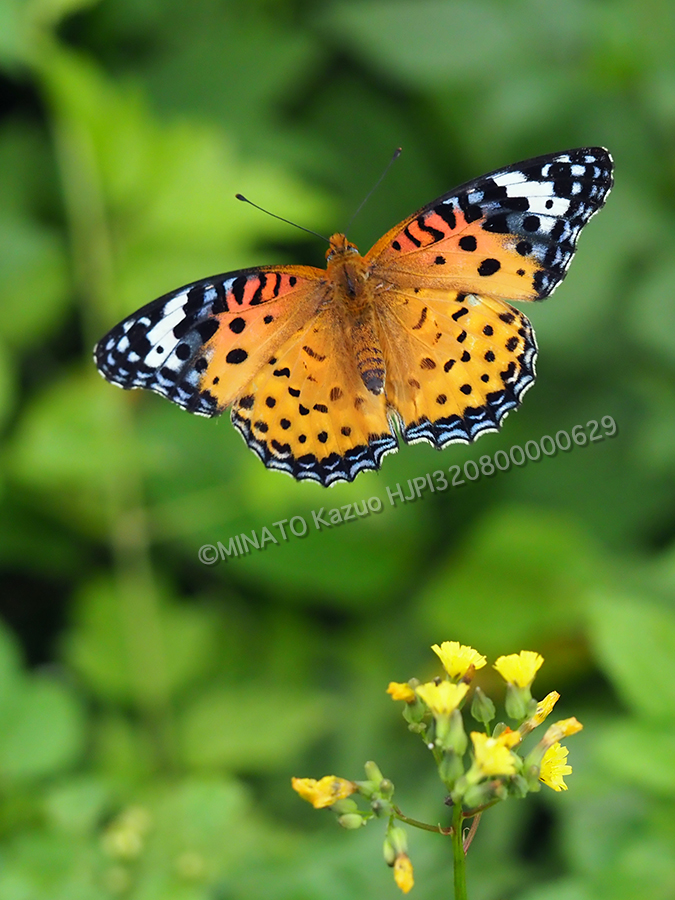 ツマグロヒョウモン雌