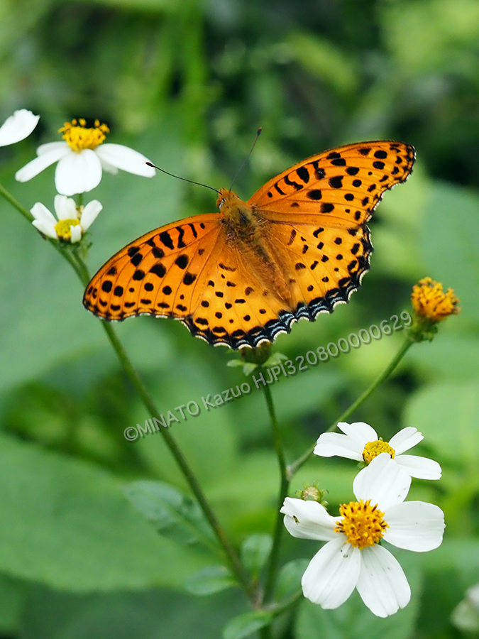 ツマグロヒョウモン雄