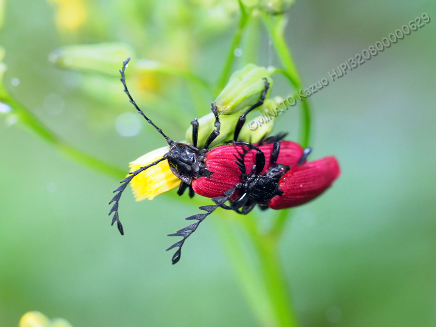 オオシマカクムネベニボタル