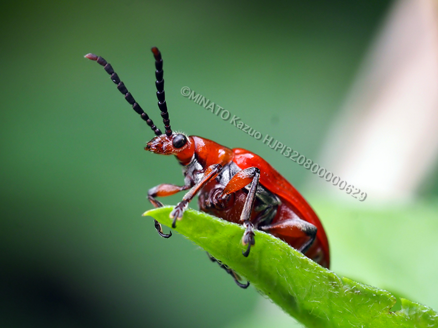 オキナワクビナガハムシ