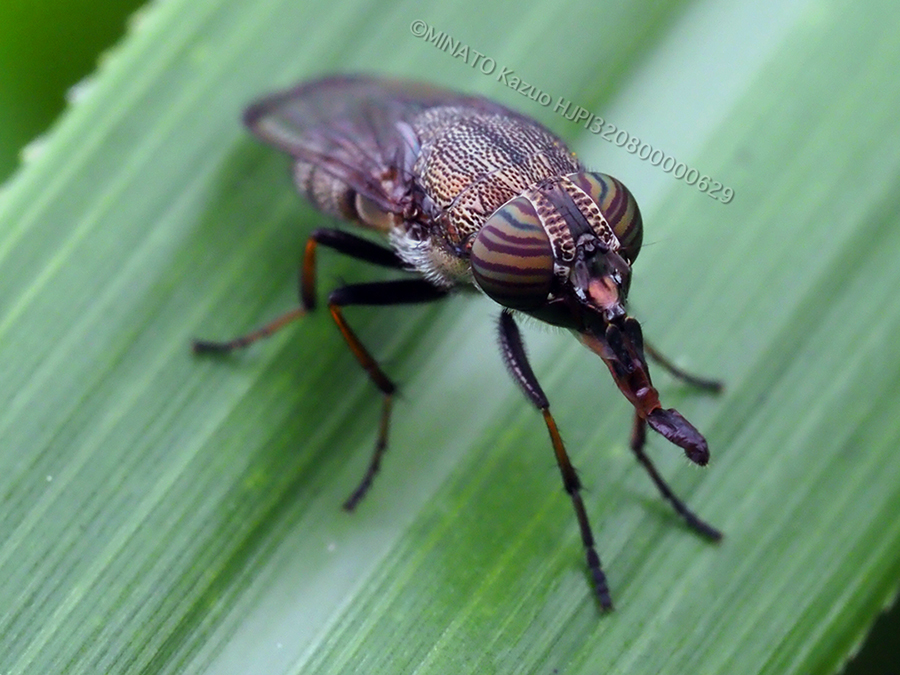 ツマグロキンバエ