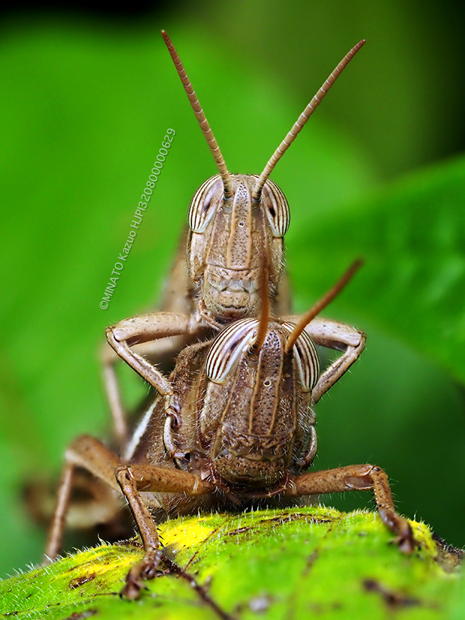 アカアシホソバッタ